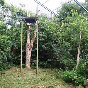 Cinereous vulture, King vulture, Red kite and White-naped crane aviary, 2023-08-17