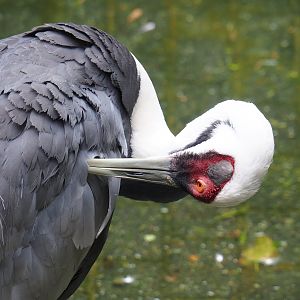 White-naped crane (Antigone vipio), 2023-08-17