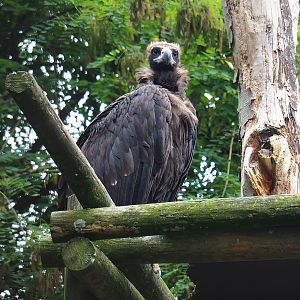 Cinereous vulture (Aegypius monachus), 2023-08-17