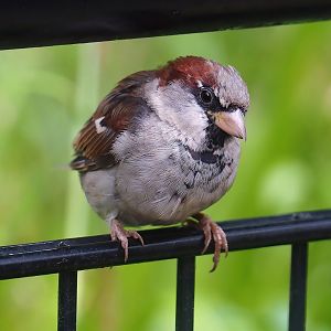 Wild House sparrow (Passer domesticus), 2023-08-17