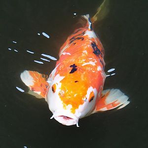 Koi (Cyprinus rubrofuscus), 2023-08-17
