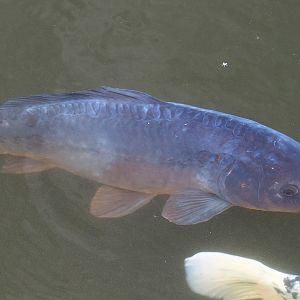 Mirror carp (Cyprinus carpio), 2023-08-17