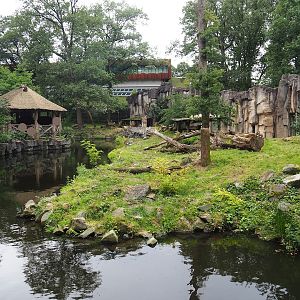 White African lion exhibit, 2023-08-17