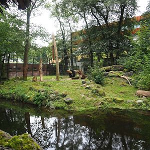 White African lion exhibit, 2023-08-17