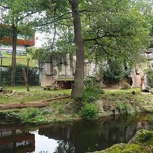 White African lion exhibit, 2023-08-17