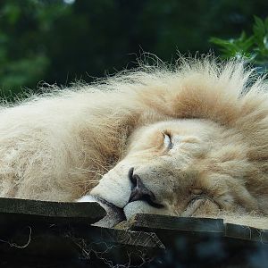 White African lion (Panthera leo), 2023-08-17