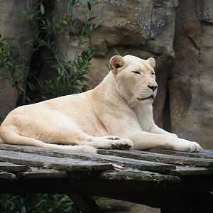 White African lioness (Panthera leo), 2023-08-17