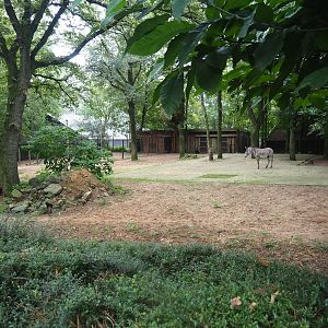 Grévy's zebra and Ostrich paddock, 2023-08-17