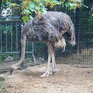 Ostrich (Struthio camelus), 2023-08-17