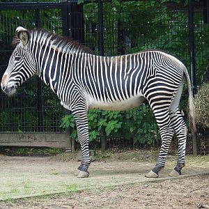 Grévy's zebra (Equus grevyi), 2023-08-17