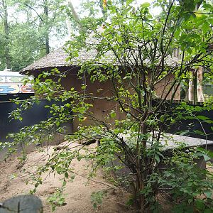 First Banded mongoose exhibit, 2023-08-17