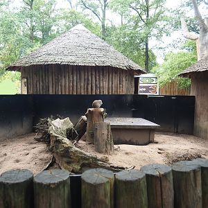Second Banded mongoose exhibit, 2023-08-17