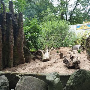 Meerkat exhibit, 2023-08-17