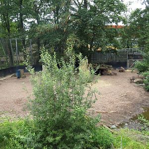 Northern warthog exhibit, 2023-08-17