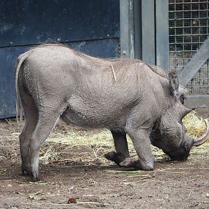 Northern warthog (Phacochoerus africanus africanus), 2023-08-17
