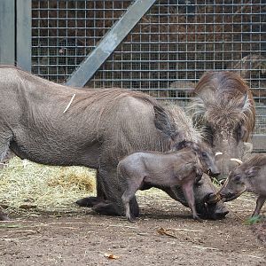 Northern warthogs (Phacochoerus africanus africanus) with piglets, 2023-08-17