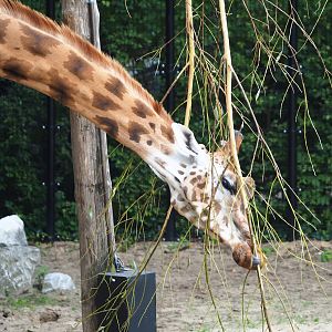 Rothschild's giraffe (Giraffa camelopardalis rothschildi) feeding on browse, 2023-08-17