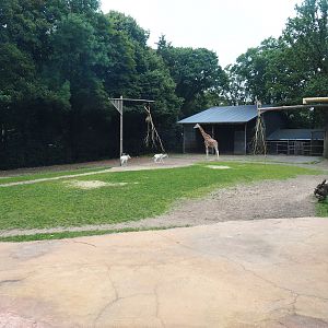 Addax, Kordofan giraffe and Rothschild's giraffe paddock, 2023-08-17