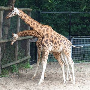 Kordofan giraffe (Giraffa camelopardalis antiquorum) and Rothschild's giraffe paddock (G. c. rothschildi) during a neck fight, 2023-08-17