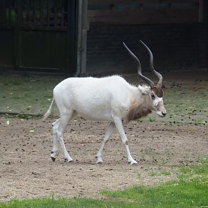 Addax (Addax nasomaculatus), 2023-08-17