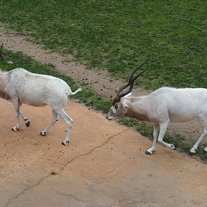 Addaxes (Addax nasomaculatus), 2023-08-17