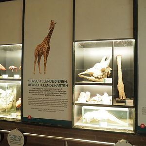 Giraffe educational display, 2023-08-17
