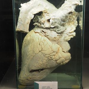 Preserved giraffe heart, 2023-08-17