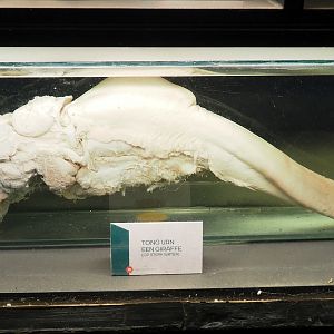 Preserved giraffe tongue, 2023-08-17