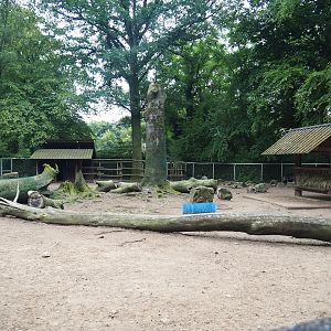 Domestic reindeer paddock, 2023-08-17