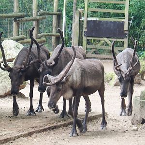 Domestic reindeer (Rangifer tarandus), 2023-08-17