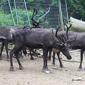 Domestic reindeer (Rangifer tarandus), 2023-08-17