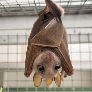 Peters's dwarf epauletted fruit bat - Micropteropus pusillus