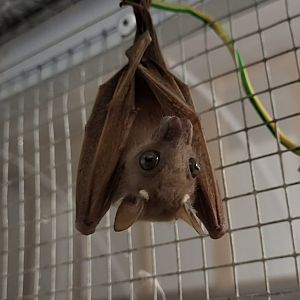 Peters's dwarf epauletted fruit bat - Micropteropus pusillus
