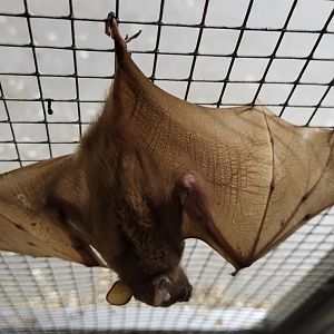 Peters's dwarf epauletted fruit bat - Micropteropus pusillus