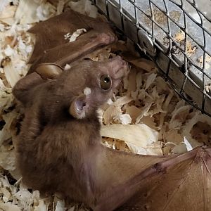 Peters's dwarf epauletted fruit bat -Micropteropus pusillus