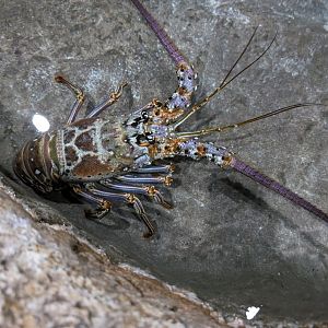 Spiny Lobster