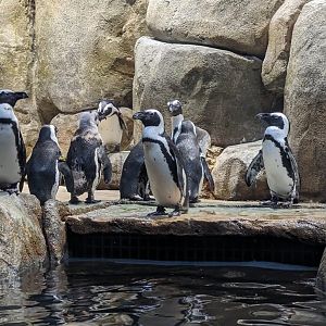 African Penguins