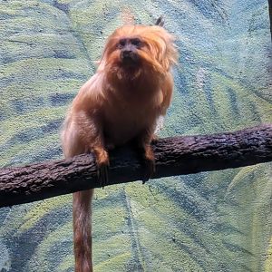 Golden Lion Tamarin