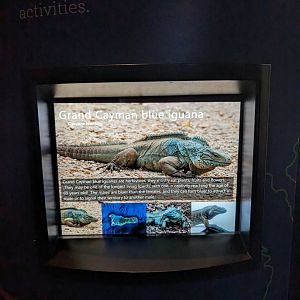 NEW Grand Cayman Blue Iguana signage