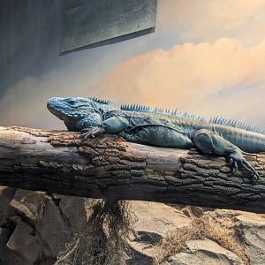 NEW Grand Cayman Blue Iguana