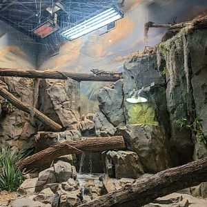 Grand Cayman Blue Iguana exhibit