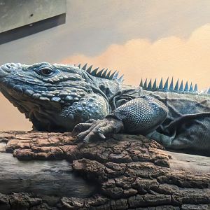 Grand Cayman Blue Iguana