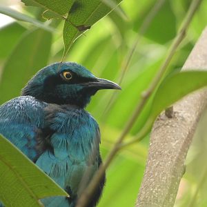 Greater or Miombo blue eared glossy starling?