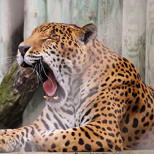 Main Building - Jaguar