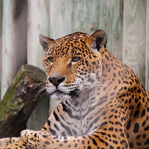 Main Building - Jaguar