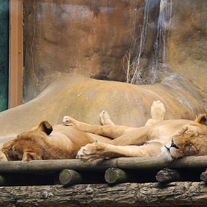 Main Building - Lions