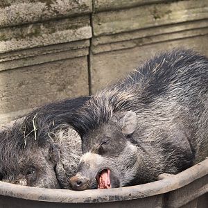 Wild Asia - Visayan Warty Pigs