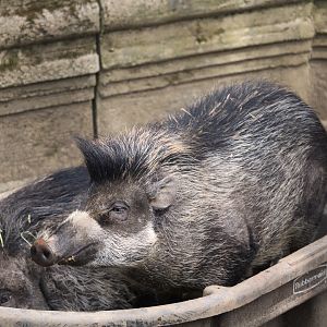 Wild Asia - Visayan Warty Pigs