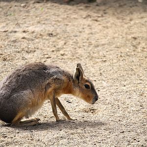 Patagonian Mara