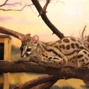 Main Barn - Cape Genet